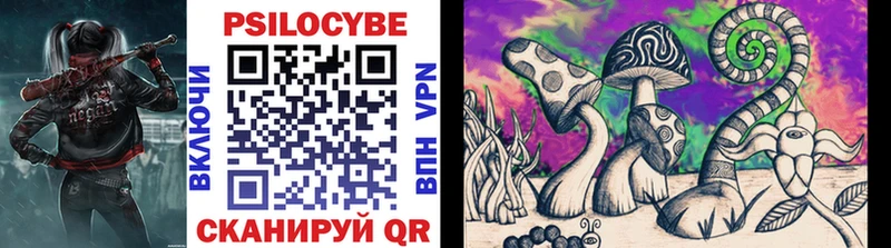 Галлюциногенные грибы Psilocybe  купить  цена  Георгиевск 
